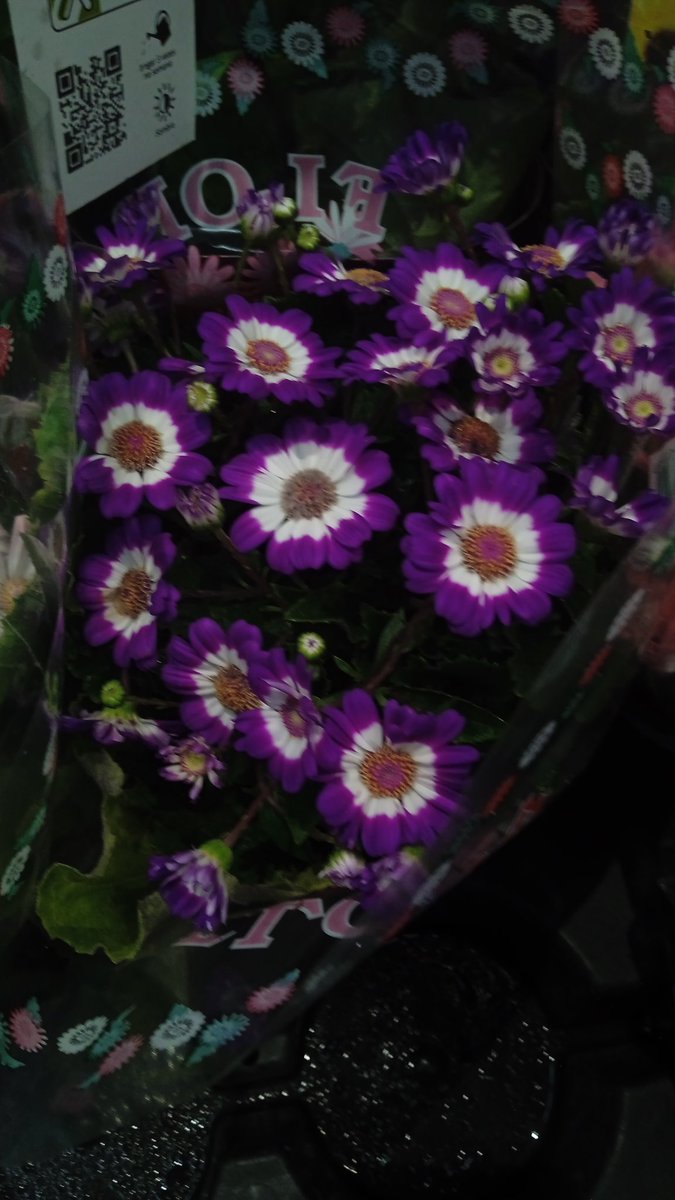 _h3len4o's tweet photo. vai tomar no cu porra de tpm minha irma me mostro as flor quase chorei #voltakaiser https://t.co/OxEzCerwzi