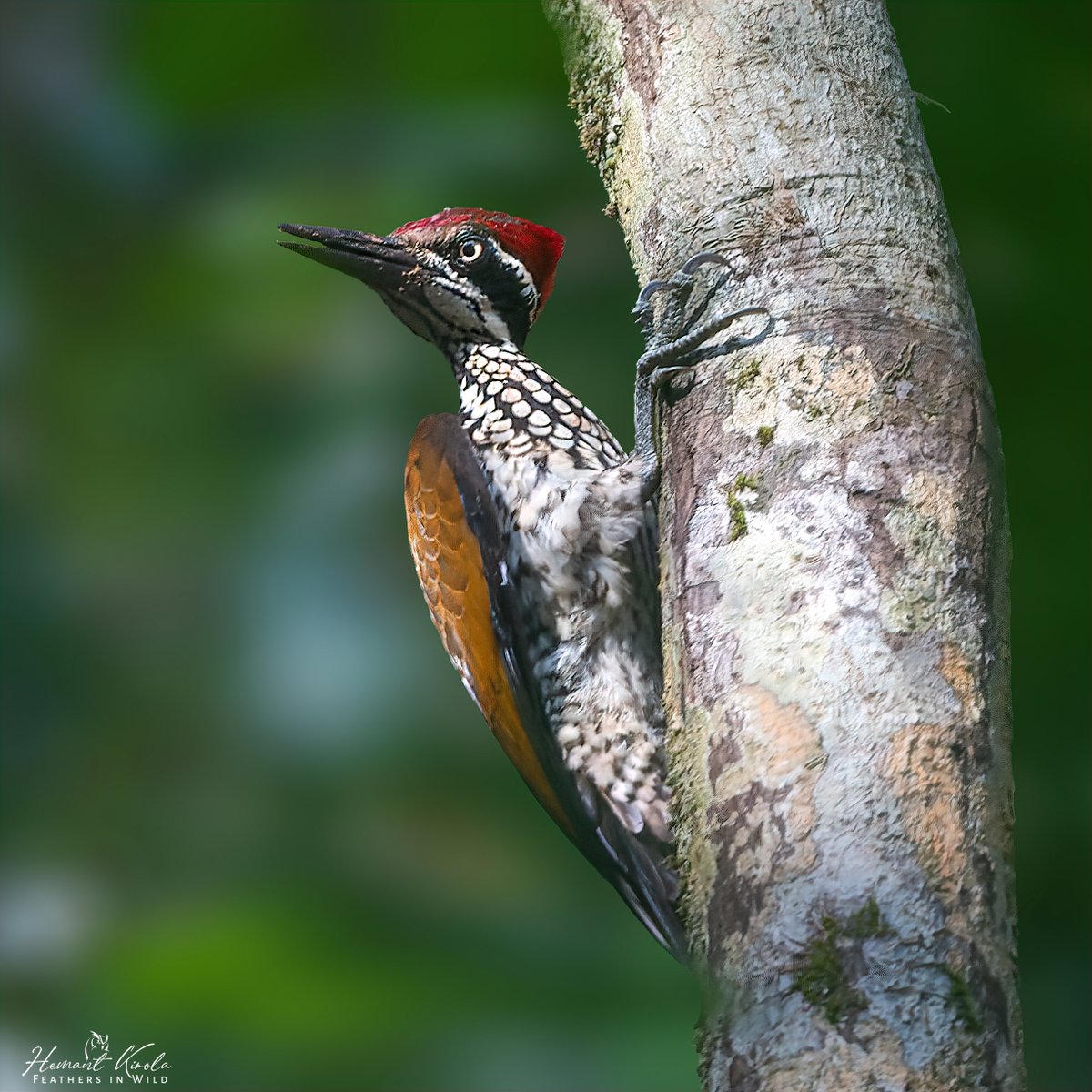 Feathers in Wild_Hemant Kirola tweet media