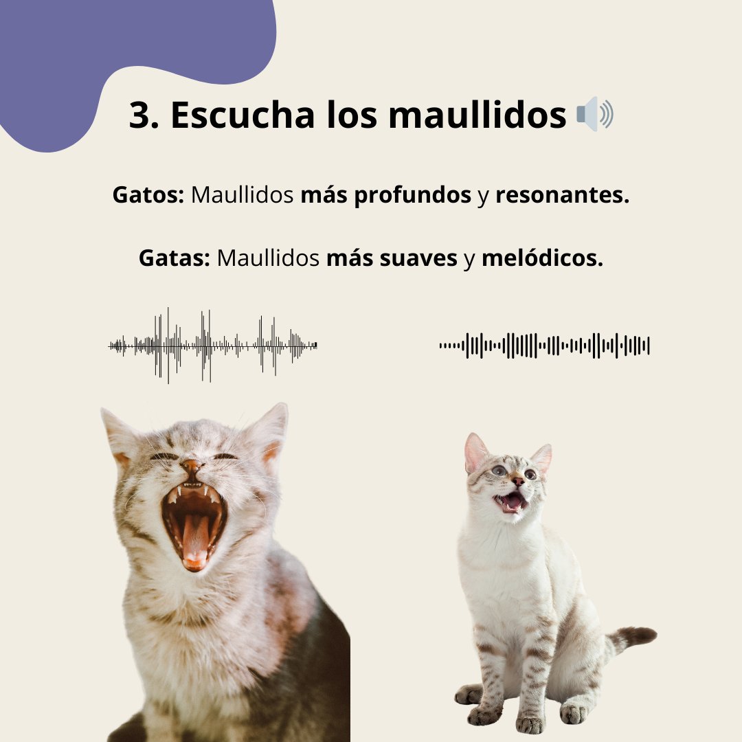 Miproma's tweet photo. Si te cuesta identificar si tu gato es macho o hembra, este carrusel te ayudará a descubrirlo. 🐱❓

Recuerda, cada gato es único, pero estas pistas pueden darte una idea más clara. 🔍 ✨

👉 Lee el carrusel completo en @mipromasl

#GatoVsGata #DescubreTuGato https://t.co/pRirmXreCv