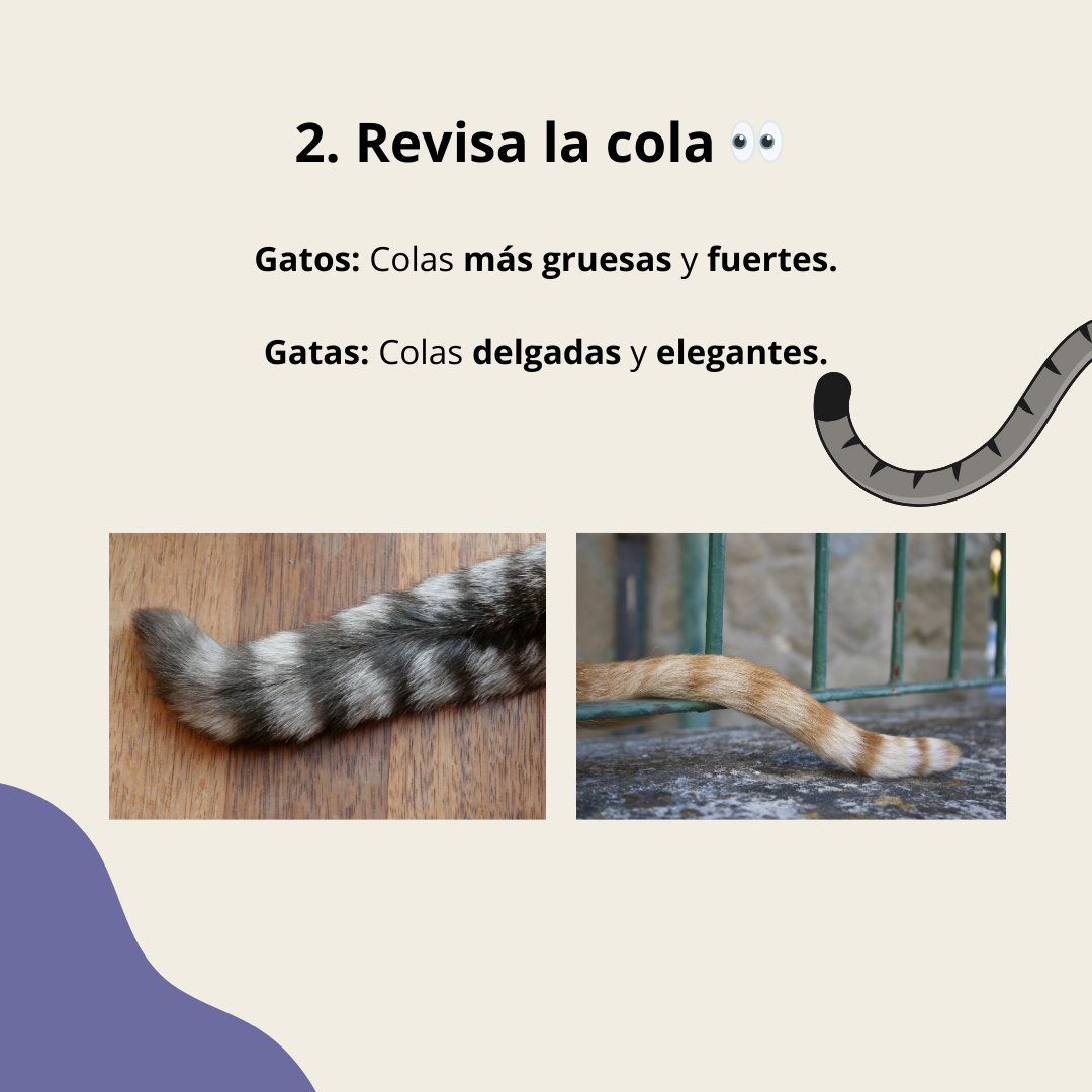 Miproma's tweet photo. Si te cuesta identificar si tu gato es macho o hembra, este carrusel te ayudará a descubrirlo. 🐱❓

Recuerda, cada gato es único, pero estas pistas pueden darte una idea más clara. 🔍 ✨

👉 Lee el carrusel completo en @mipromasl

#GatoVsGata #DescubreTuGato https://t.co/pRirmXreCv