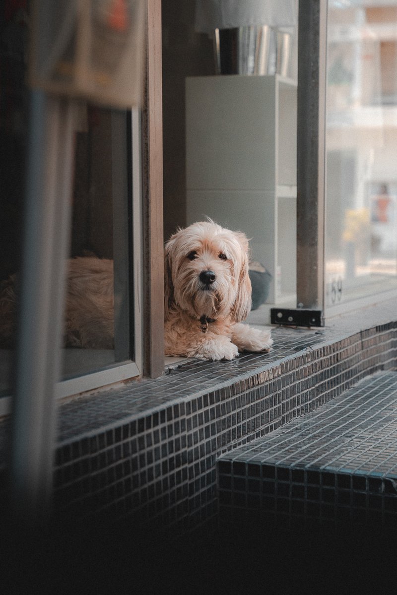 andreaschirass's tweet photo. [ Snapshots from Limassol's Street ]

#Limassol #Cyprus #Streetlife #Urban #streetphotography #sonyalpha https://t.co/W8RZChkS6R