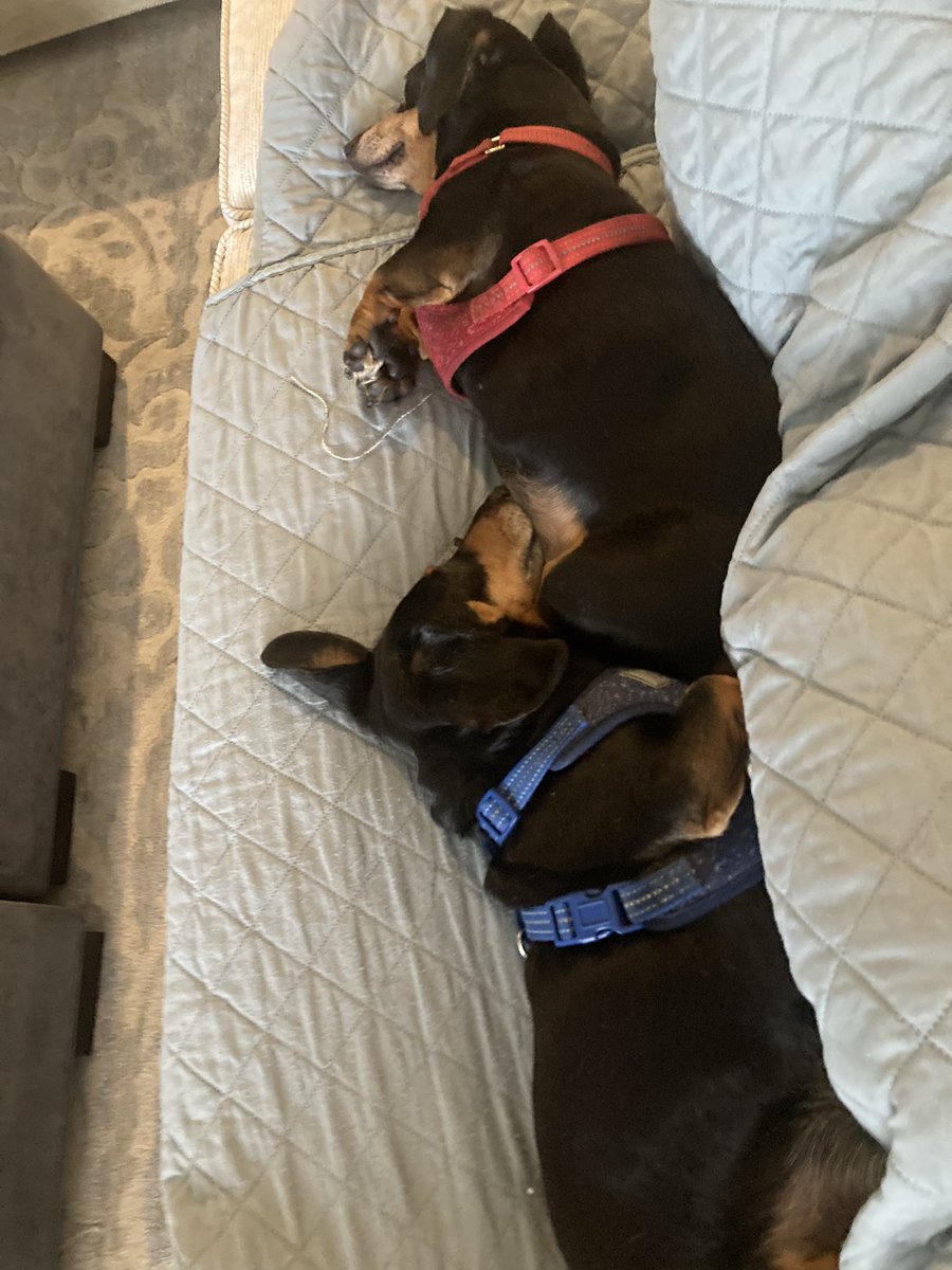 LauraHeidler's tweet photo. @acweyand No, I’m a mess &amp; my support system has decided to sleep through it. https://t.co/xpHFEWM6Ds