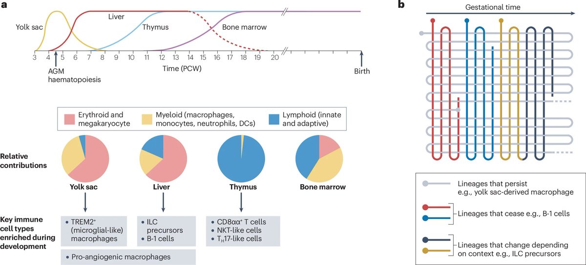 Nature Rev Immunol (@natrevimmunol) on Twitter photo New Review from <a href="/Muzz_Haniffa/">Muzlifah Haniffa</a> and colleagues <a href="/sangerinstitute/">Wellcome Sanger Institute</a> explains how the prenatal immune system develops
rdcu.be/dZcJn New Review from <a href="/Muzz_Haniffa/">Muzlifah Haniffa</a> and colleagues <a href="/sangerinstitute/">Wellcome Sanger Institute</a> explains how the prenatal immune system develops
rdcu.be/dZcJn