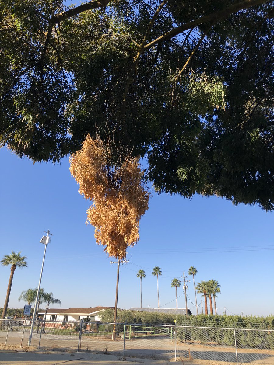 The Pistachio + Walnut Doctor tweet media