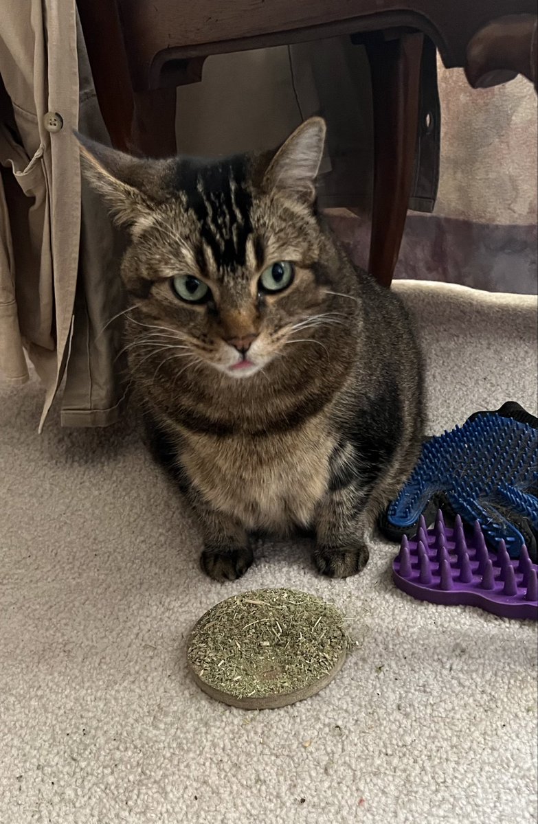 BCatPix's tweet photo. Are you sure it's OK to do catnip right before you vote?
#VoteΒ #Election2024Β #AlwaysAddALT #BCatPix https://t.co/mlQoGHF1cl