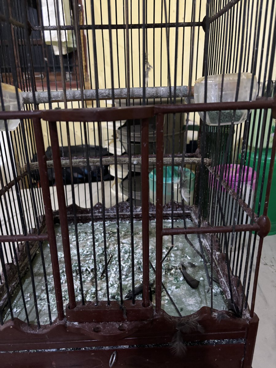 Anjing emang ini tikus minta di bomb sampe akar2nya