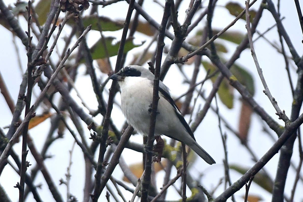 Mark Eaton (@mark_a_eaton) on Twitter photo Lesser Grey Shrike, Amble today. Nice to watch this while moaning with other birders about how crap the autumn’s been! 😂 <a href="/NTBirdClub/">Northumberland & Tyneside Bird Club</a> Lesser Grey Shrike, Amble today. Nice to watch this while moaning with other birders about how crap the autumn’s been! 😂 <a href="/NTBirdClub/">Northumberland & Tyneside Bird Club</a>