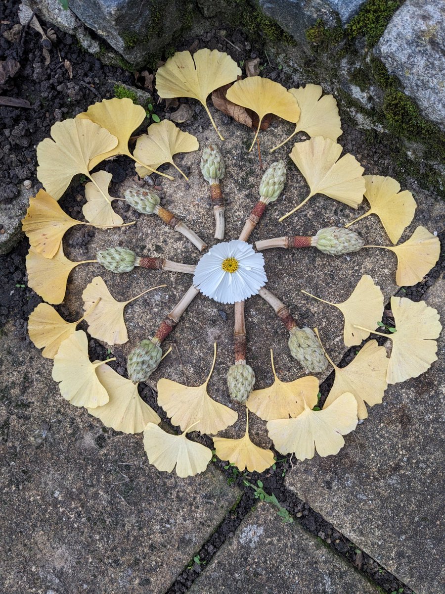 MariaStrutz's tweet photo. November Mandala II  
    - ginkgo leaves, Magnolia seedpod
             Japanese anemone        
                    🍂 https://t.co/kPACB8CwRe
