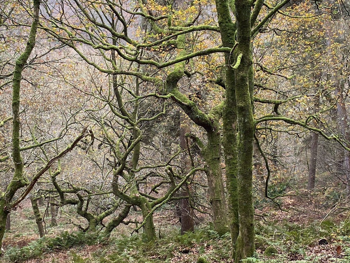 Beautiful #Autumn #light #colour #sogood