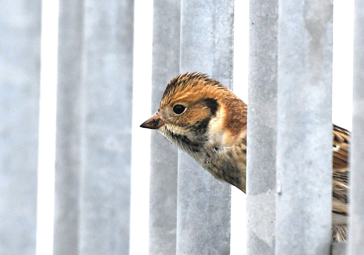 Lapland Bunting at Staines Reservoir. #londonbirds