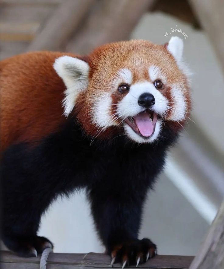 Red_panda_01's tweet photo. Red panda beautiful expression ❤️❤️ https://t.co/VaPCDeCMyt