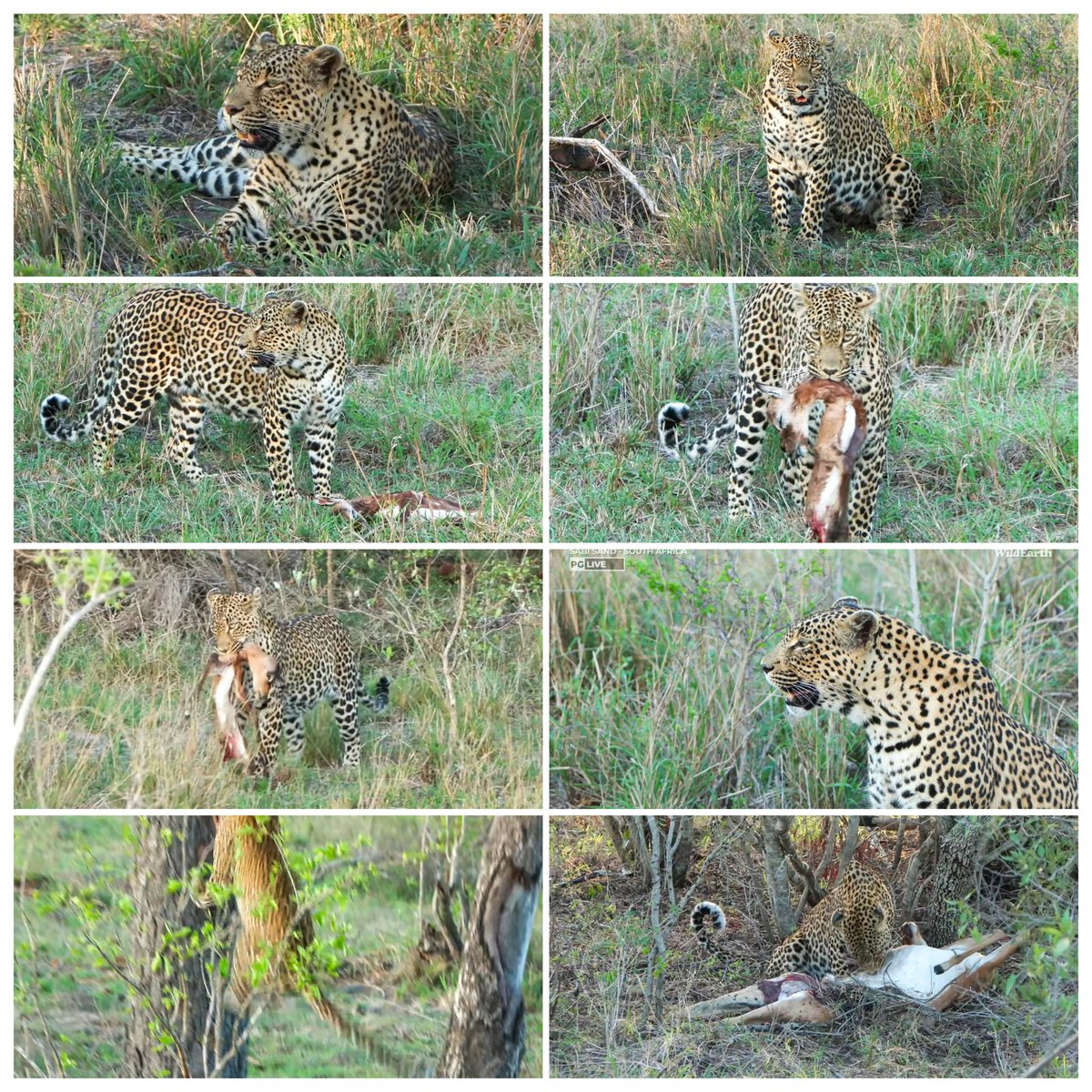 JoyR_1980's tweet image. Sunset safari 5 November 2024. 
Part 2. Absolutely beautiful. #Tlalamba #Tshipondo #WildEarth.