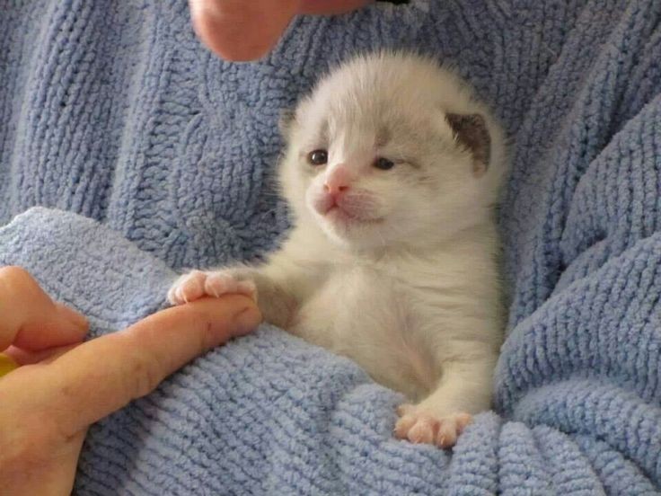 Catsillyness's tweet photo. please never leave https://t.co/zGczNVWS0V