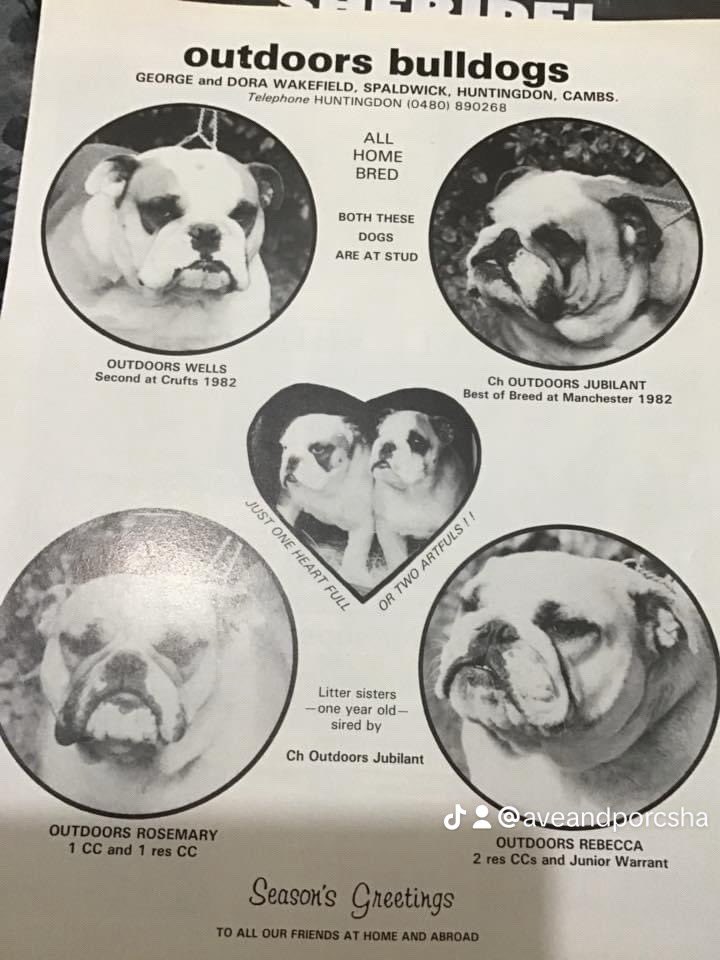 collectibulldog's tweet photo. Check below we are #SuperActive with your content we primarily focus on #Bulldogs sharing your content with more folk has a better chance of those that use X to make a living with conversions and we love to mix it up. Over 400 reposts so far today. https://t.co/Uf2BGa5Q1p