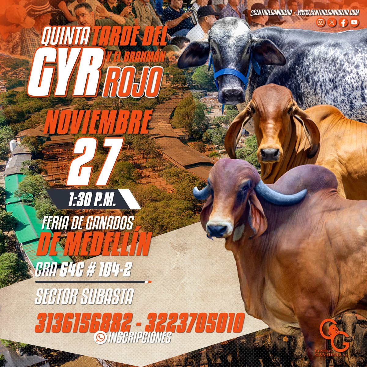 CentralGanadera's tweet photo. Si deseas comercializar, puedes escribir a Yamile, en la administración de la subasta, te brindará toda la información relacionada.

El número es: 322 3705010 📱🤝🏻 https://t.co/v6lahRd2jU