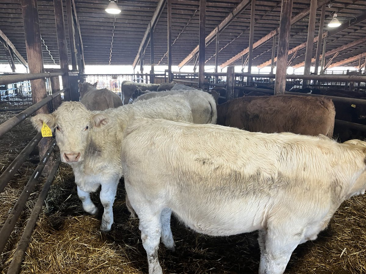 kkiesman's tweet photo. 1500-1800 expected this week some heavy calves coming to town this week https://t.co/9YyrzSDa2l