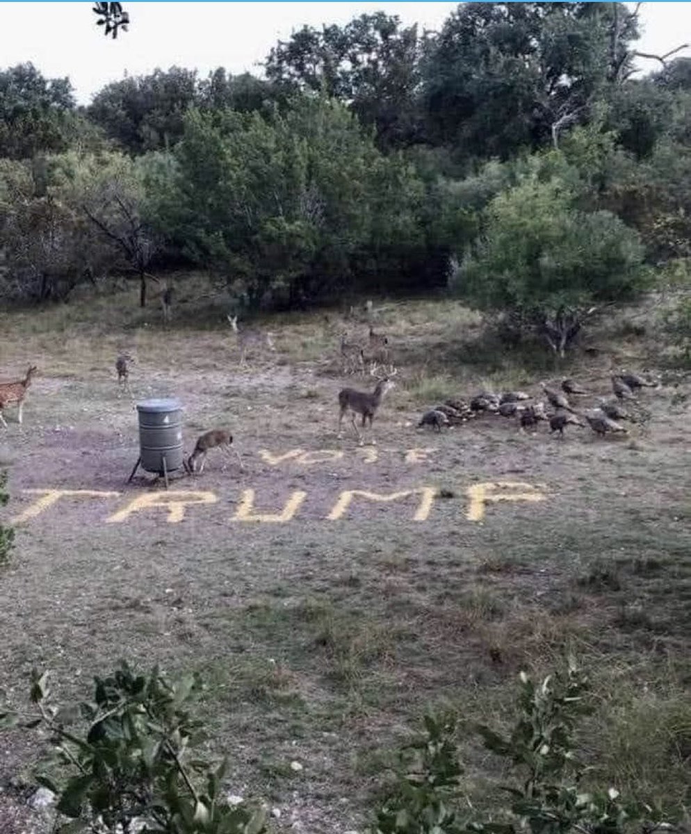 DoctorSunday's tweet photo. @TMathSports This was at my deer lease. Pretty remarkable how smart nature is. https://t.co/YHGa0QJFjQ