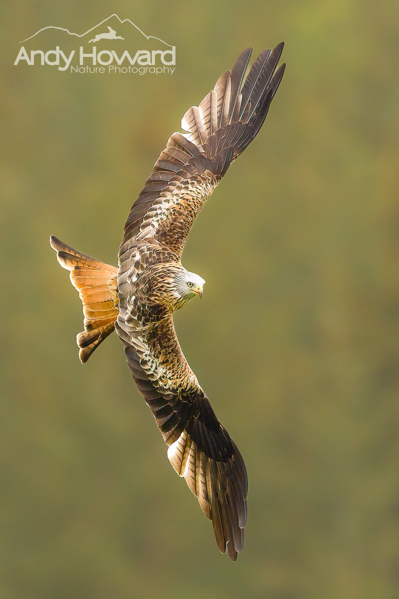Red kite found poisoned in Highlands.

RSPB press release 👇👇

raptorpersecutionuk.org/2024/11/05/red…