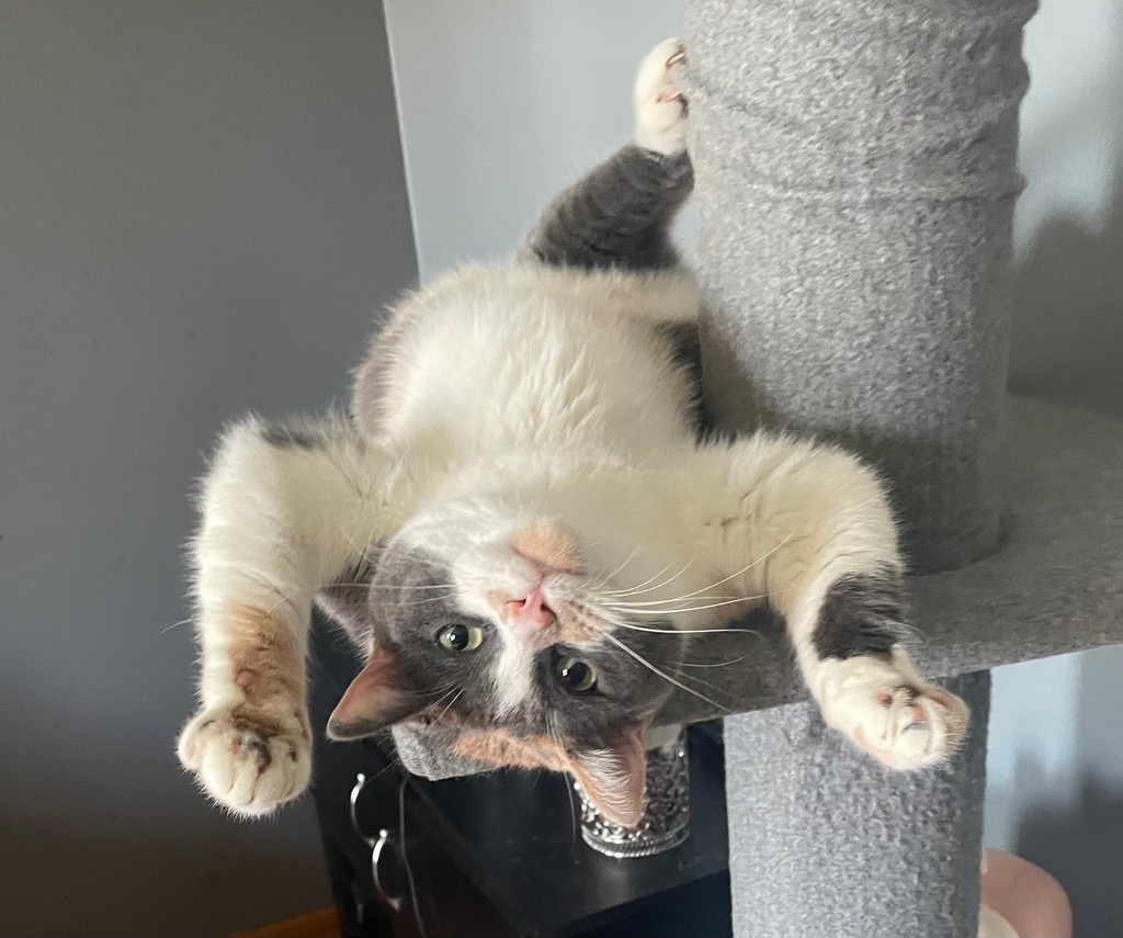 ModernCatMag's tweet photo. Just chilling and showing off the toe beans! ๐น๐พ
๐ท๏ธ: Bubba and their human, Laura!
#moderncat #moderncatmagazine #cats #cat #catlife #funnycat #toebeans #toebeantuesday #kitty #kittycat #kittybeans https://t.co/X0AjQTxEIx