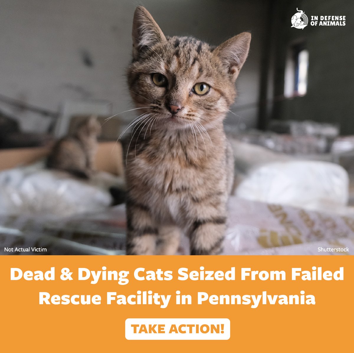 IDAUSA's tweet image. Support maximum sentencing for the 2 women responsible for over 200 cats suffering severe neglect, torture, &amp;amp; aggravated cruelty at supposed “rescue.”
Take action: bit.ly/3Yu5436
Pls RT and support our work: bit.ly/3YuZmxQ
#JusticeForAnimals