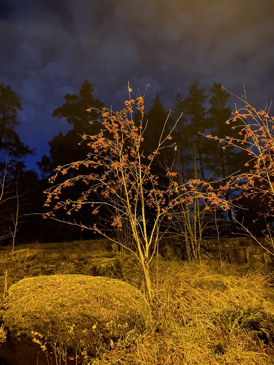 Mari Hankia tweet media