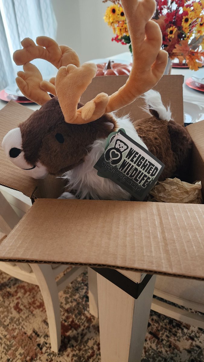 Sitkabou 🌧🦌 tweet media