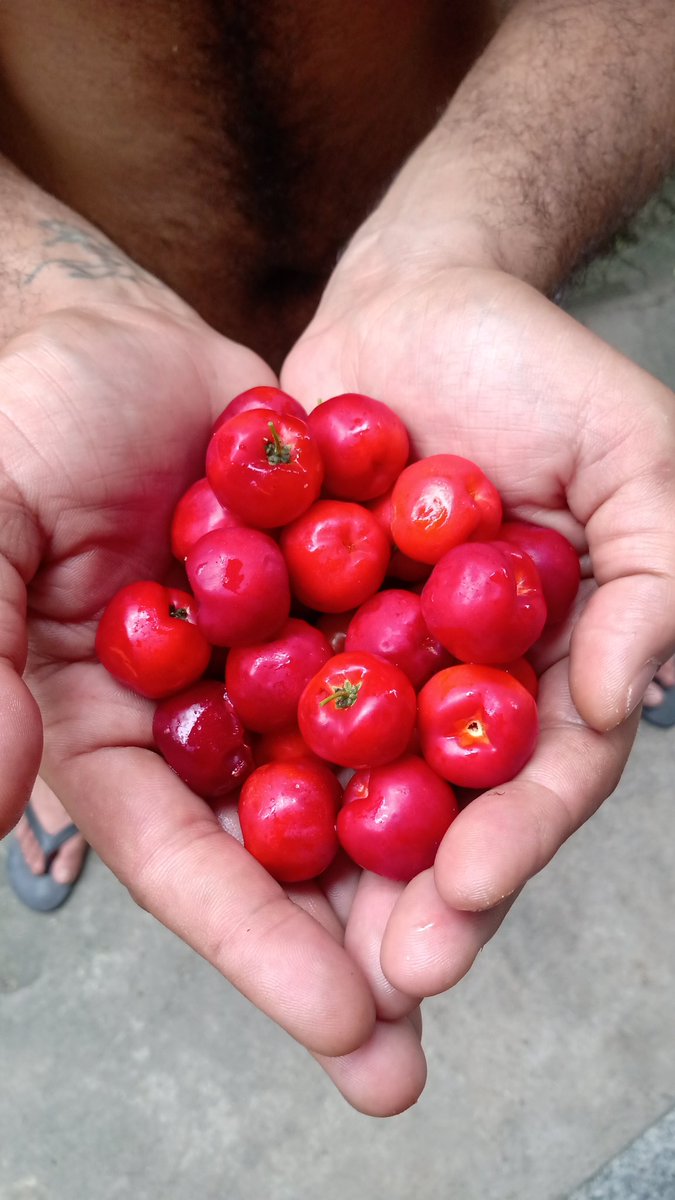ThiagoMottaS's tweet photo. As vantagens de vc morar em um quintal de terra boa 🍇🍎 https://t.co/ZbPeW45aNX