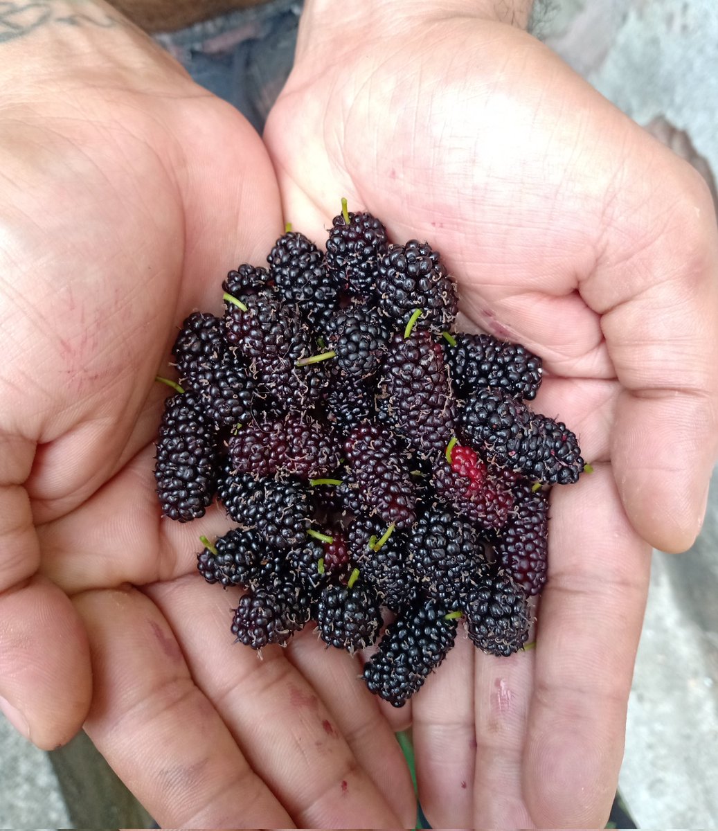 ThiagoMottaS's tweet photo. As vantagens de vc morar em um quintal de terra boa 🍇🍎 https://t.co/ZbPeW45aNX