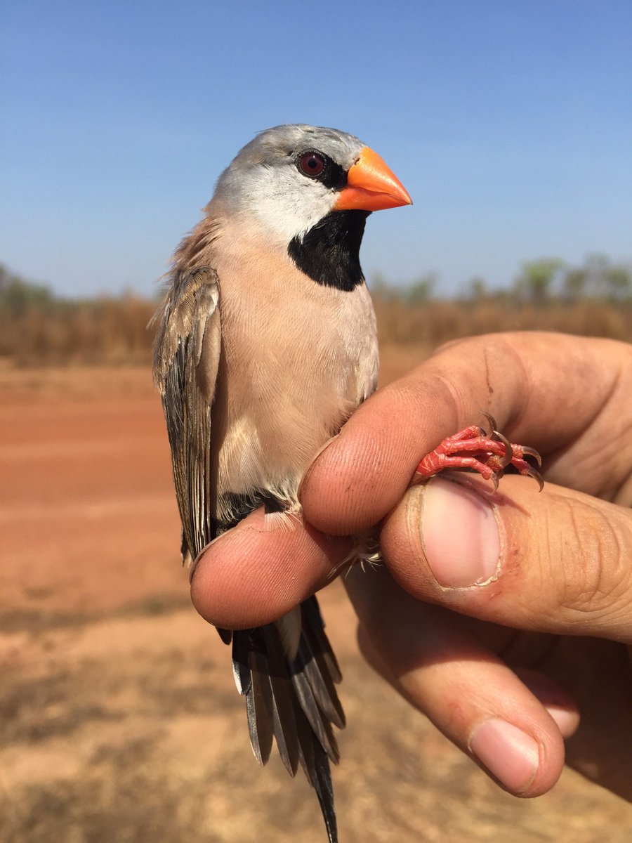 Daniel Marc Hooper tweet media