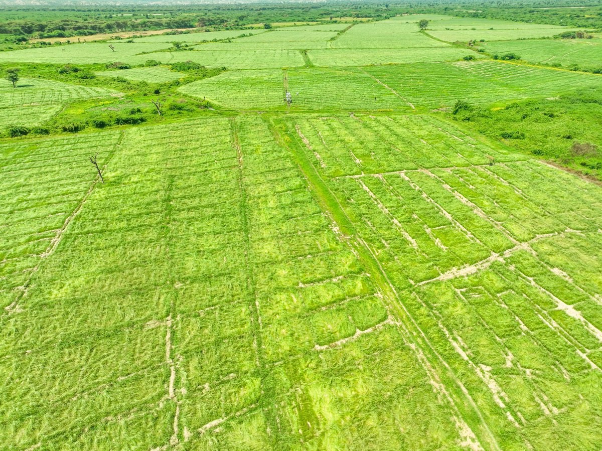 Awel Arba tweet media