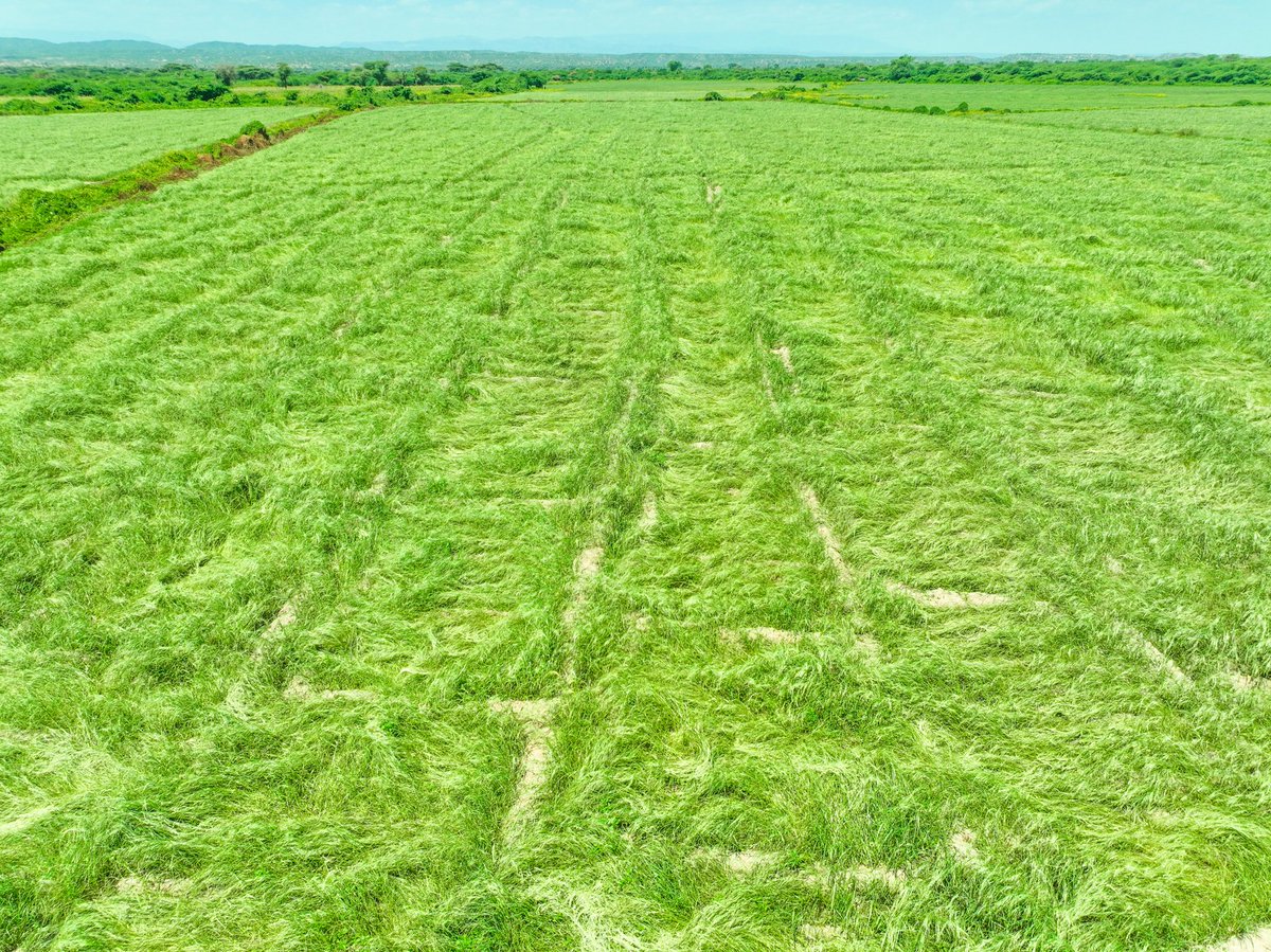 Awel Arba tweet media