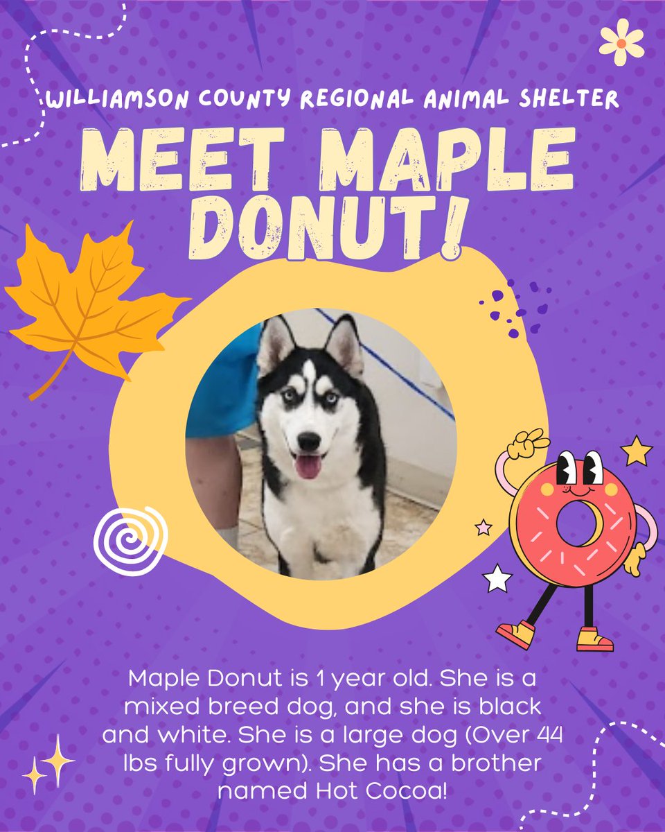 My DDMP Ss finished their social media posts for <a href="/wilcopets/">WCRAS</a>.  Check out a few of the cuties looking for a furr-ever home.  <a href="/RRISD_CTE/">Career & Technical Education, Round Rock ISD</a>