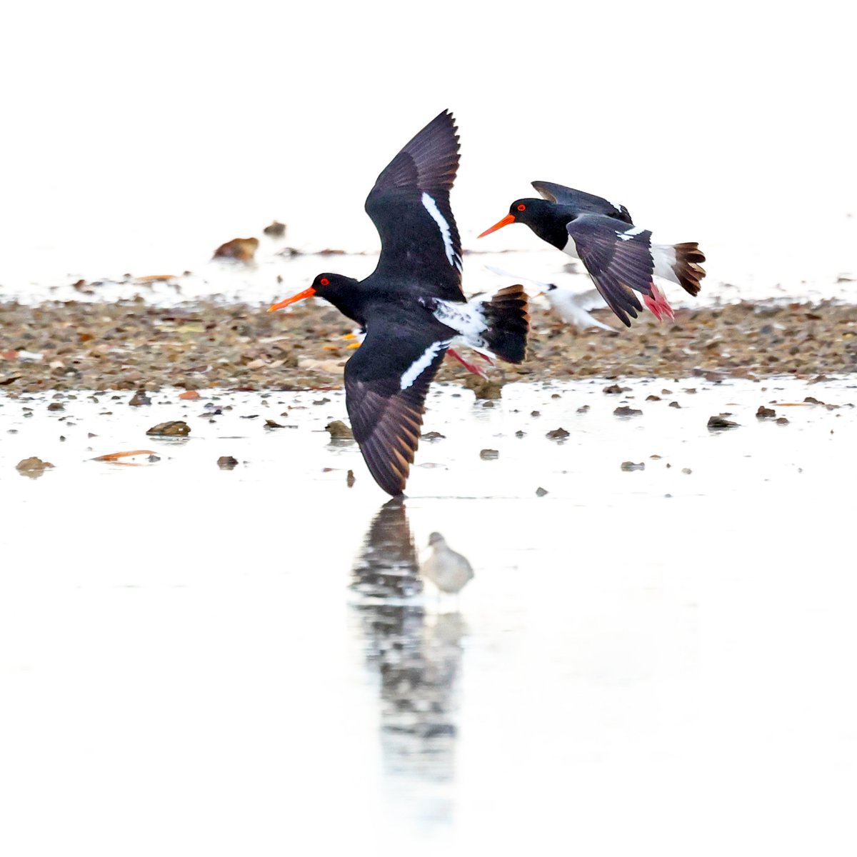 Sandy Horne tweet media