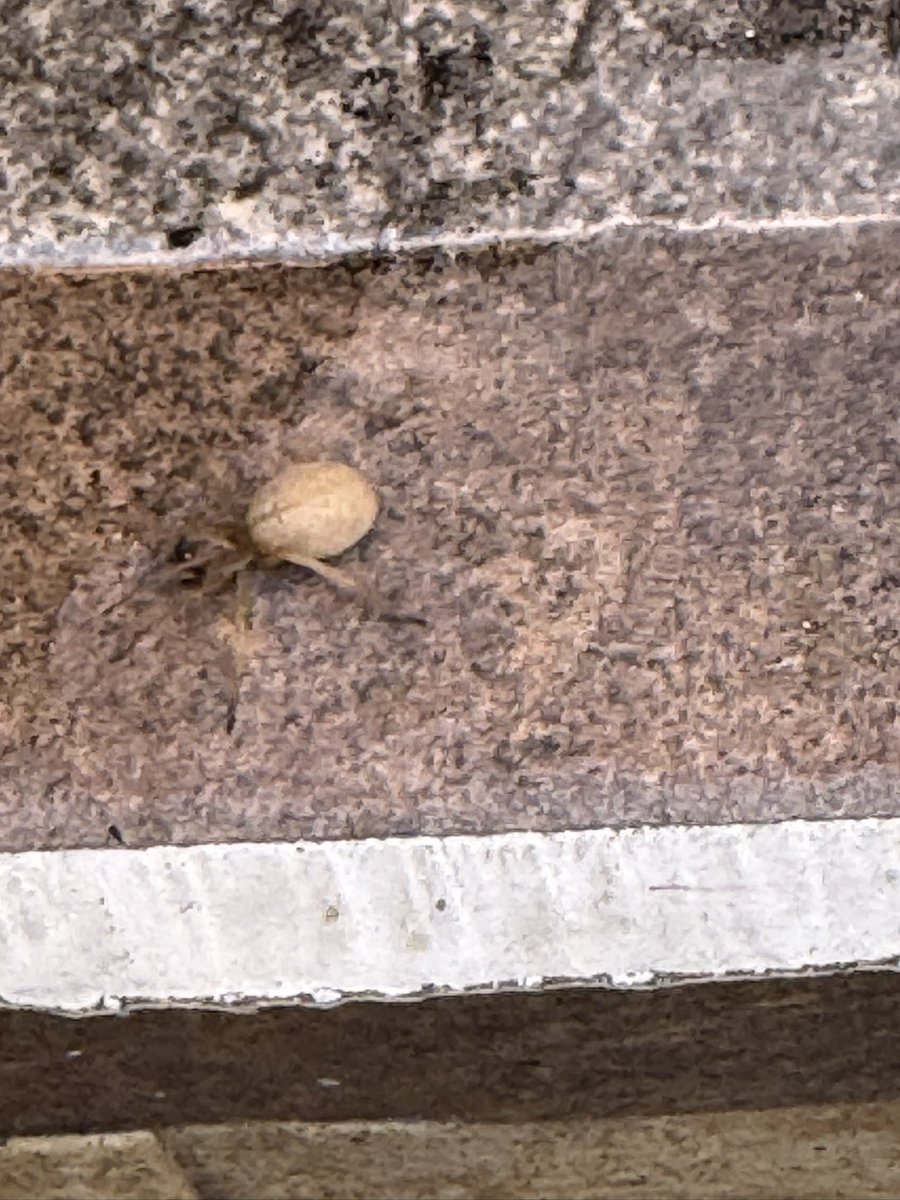 Me ayudas con esta especie <a href="/Arachno_Cosas/">Soy aracnólogo, pregúntame lo que quieras</a>. Salió en una de mis plantas