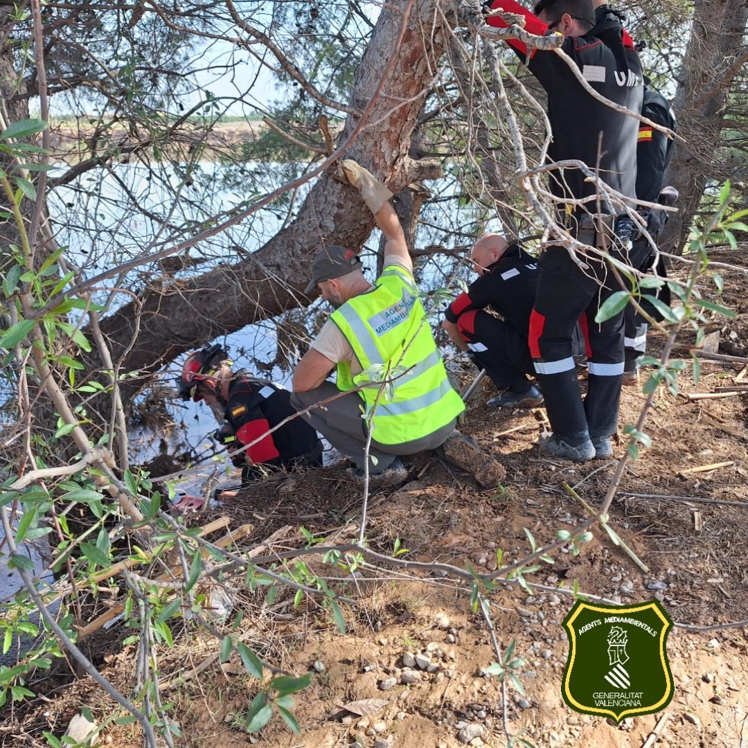 Agentes Medioambientales colaborando con la UME para localizar víctimas de la DANA. Seguimos trabajando en todos los frentes en estos días. Es vital una buena coordinación. <a href="/vmartinezmus/">Vicente Martínez Mus</a>  <a href="/Raulnaturalista/">Raúl Mérida</a>  <a href="/gloria_romero1/">Gloria Romero</a>  <a href="/UGTForestales/">UGT_SP Agentes Forestales y Medioambientales</a>  <a href="/GVAMediAmbient/">M.Ambient Infraestructures Territori i Recuperació</a>  <a href="/mitecogob/">Transición Ecológica y Reto Demográfico</a>  <a href="/JLAceves/">Jose Luis Aceves/❤️</a>