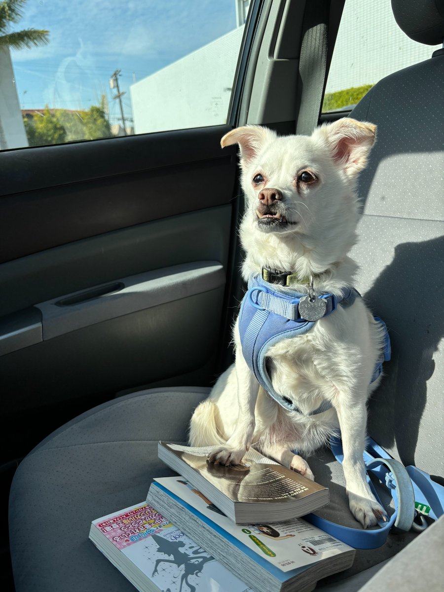 Cashew is spending her day off with a trip to the library. Happy Veteran’s Day and Happy Cashew Monday!