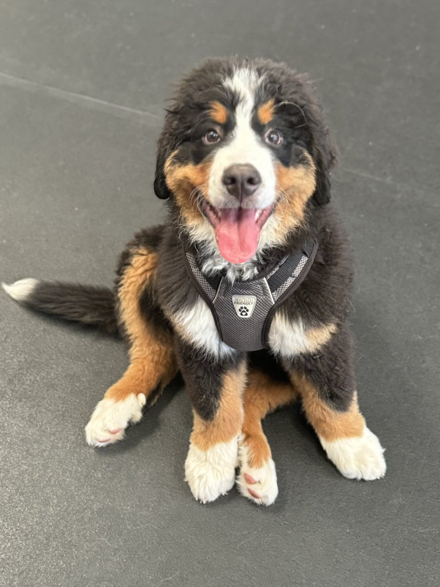 Another post by your friendly neighbourhood Emotional Support Canadian dogs to limit your doomscrolling