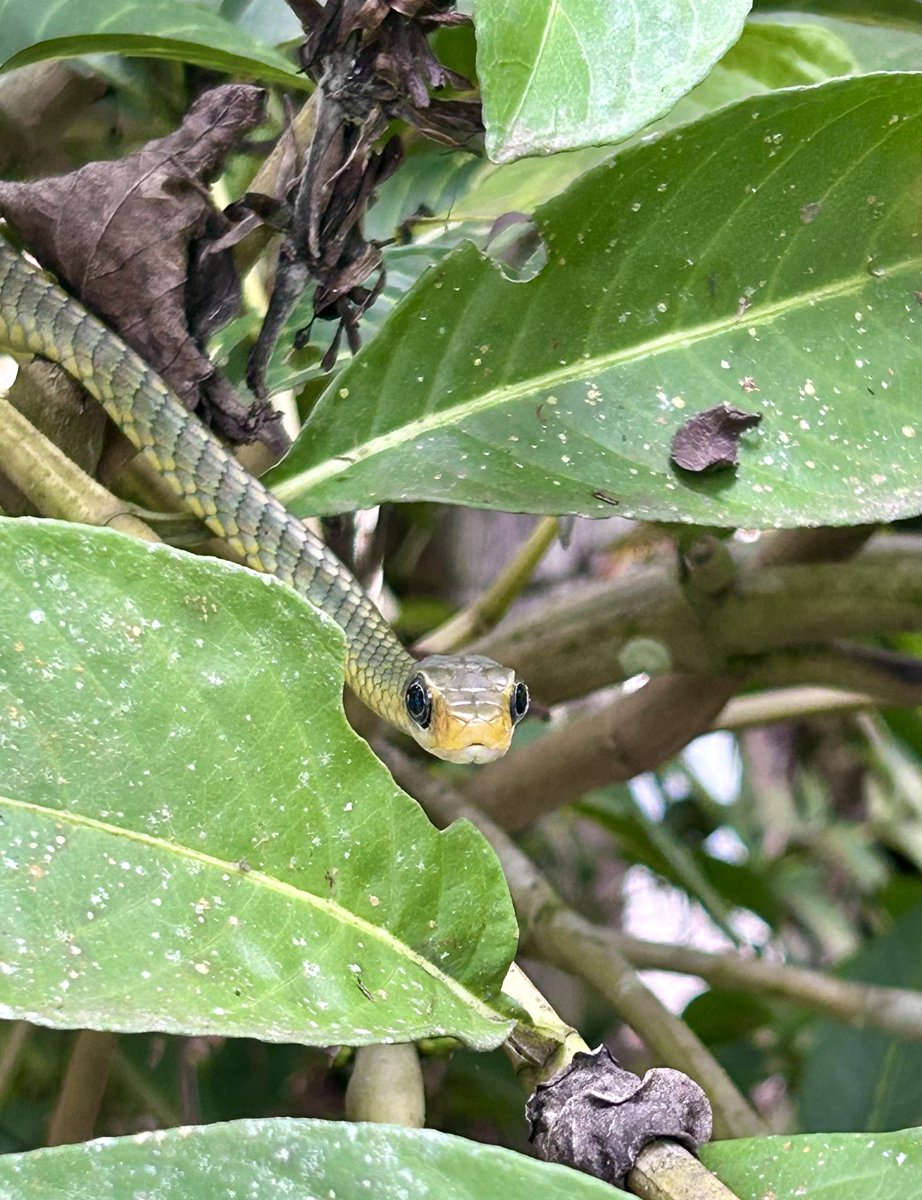 DylanMEdwards1's tweet photo. Gorgeous green vine snake found by our eagle eyed guide just as we were leaving REGUA reserve . #SEBrazil https://t.co/e2njfCgRE8