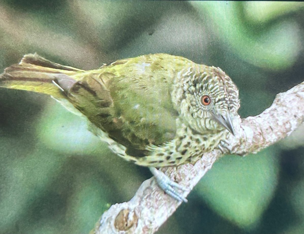 DylanMEdwards1's tweet photo. Some of the great birds we have enjoyed here in #SEBrazil with Ornis Birding Tours ….Sharpbill, Red-Breasted toucan , Fawn-Breasted tanager Long-tailed potoo https://t.co/Xrb66A12gc