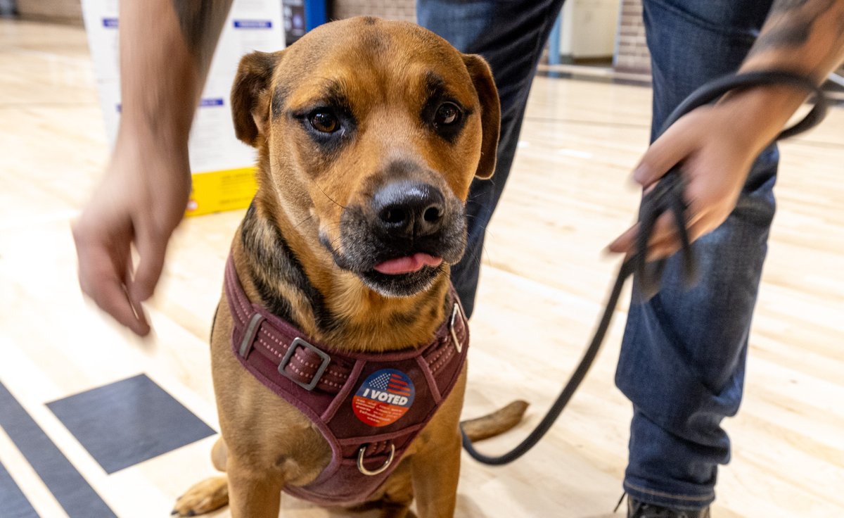 Remy the dog in North Hollywood, Calif. 

(Brian van der Brug / Los Angeles Times via Getty Images)