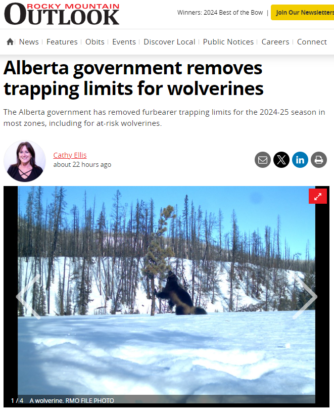 Killing bears wasn't enough for Alberta Forestry and Parks Minister, Todd Lowen, and the profits his Red Willow Outfitters company can make. So now all at risk wildlife is considered open season!

Don't worry Alberta, there's no conflict of interest here whatsoever, and in true