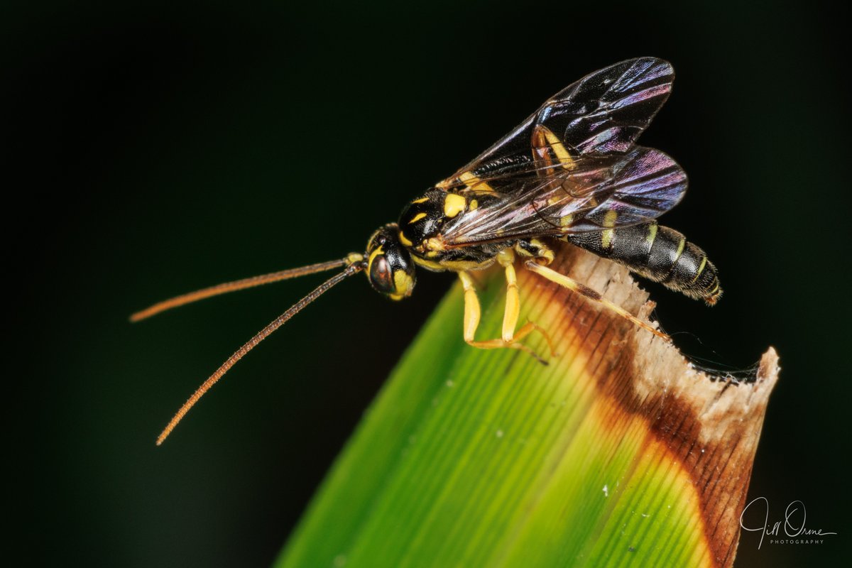 An Ichneumon wasp - I've been told possibly Exenterus adspersus.