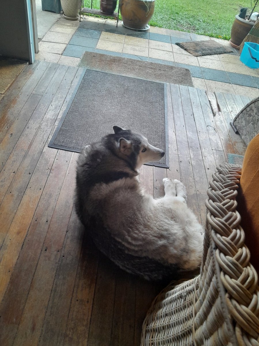 GalactaQ's tweet photo. Good morning Kali dog https://t.co/7fV6QPe3u0