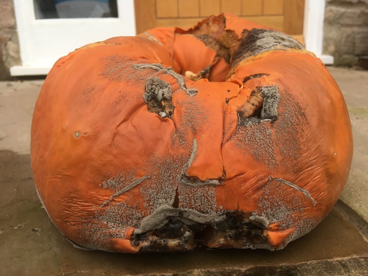 oybat's tweet image. America needs to sit on him until he finally rots away.