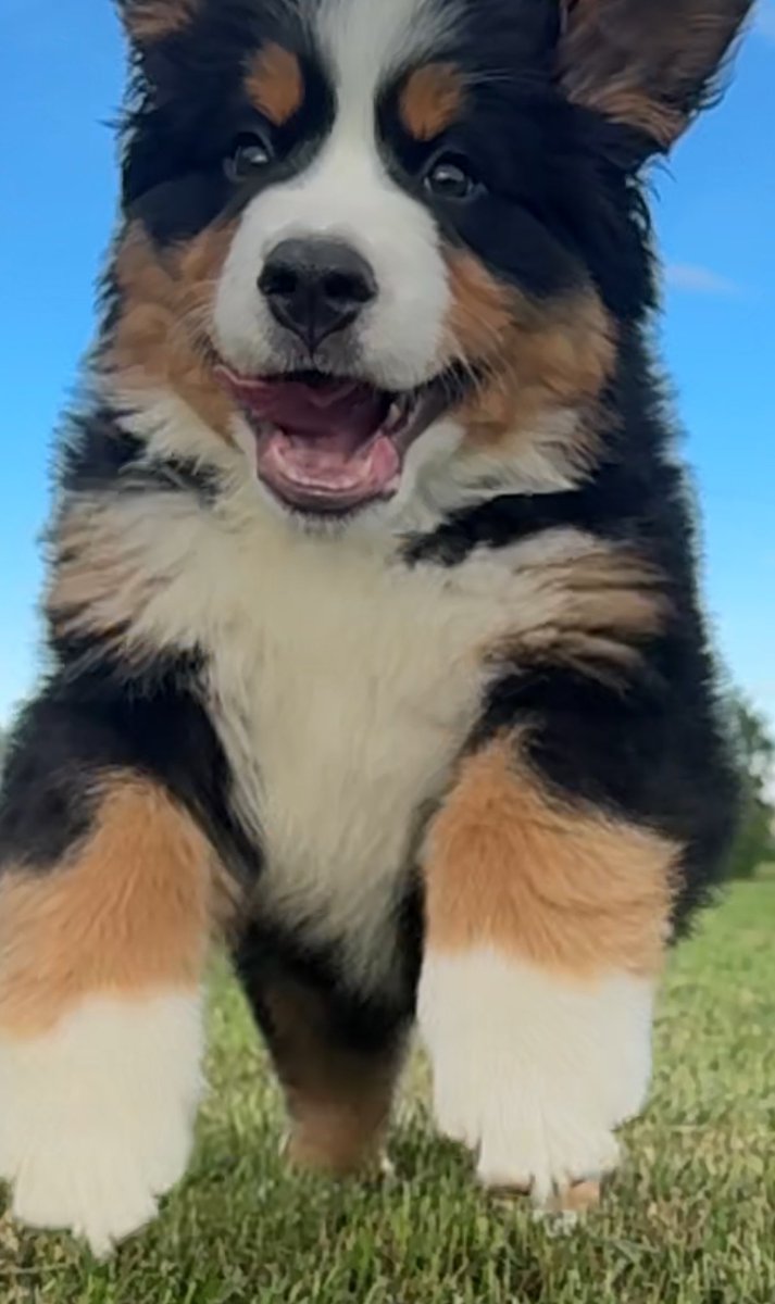 Bunsen, Beaker, Bernoulli & Brix tweet media