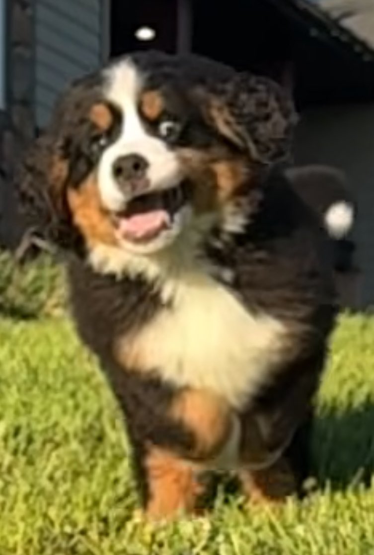 Bunsen, Beaker, Bernoulli & Brix tweet media