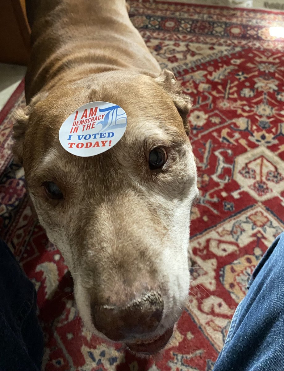 OrBeThat's tweet photo. This good boy, who is Jimmy Carter years old, joined me in early voting in Detroit. Jimmy, Jabba and I proudly voted for our first woman President. @taylorswift13 #JustVoted https://t.co/DHDYX9bfVN