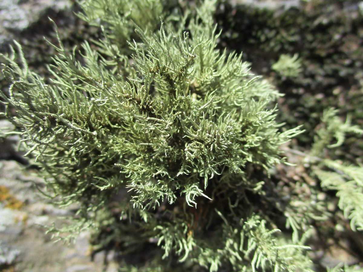 GM
stone beard color to the left and stone beard herself on the right

for more details go check 
PASTIZAL art residency collection on <a href="/objktcom/">objkt</a> 

🔗⬇️