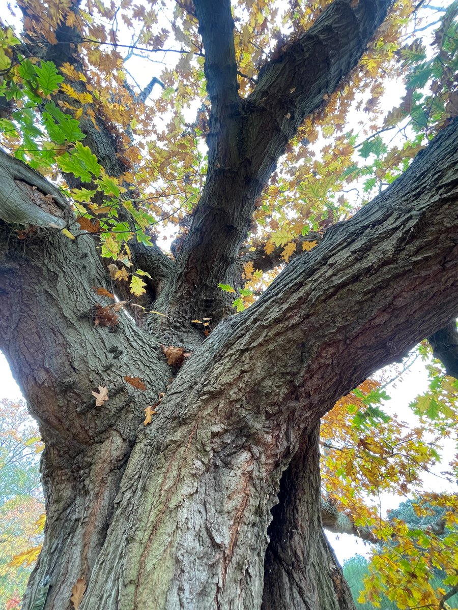 On this #ThickTrunkTuesday that marks the #USElection2024, I turn to #trees for their wisdom.

Like this oak, I am certain we can gain strength from the shared roots that bind our twisting branches, convert withered notions of hate &amp; division into compost, &amp; turn over a new leaf.