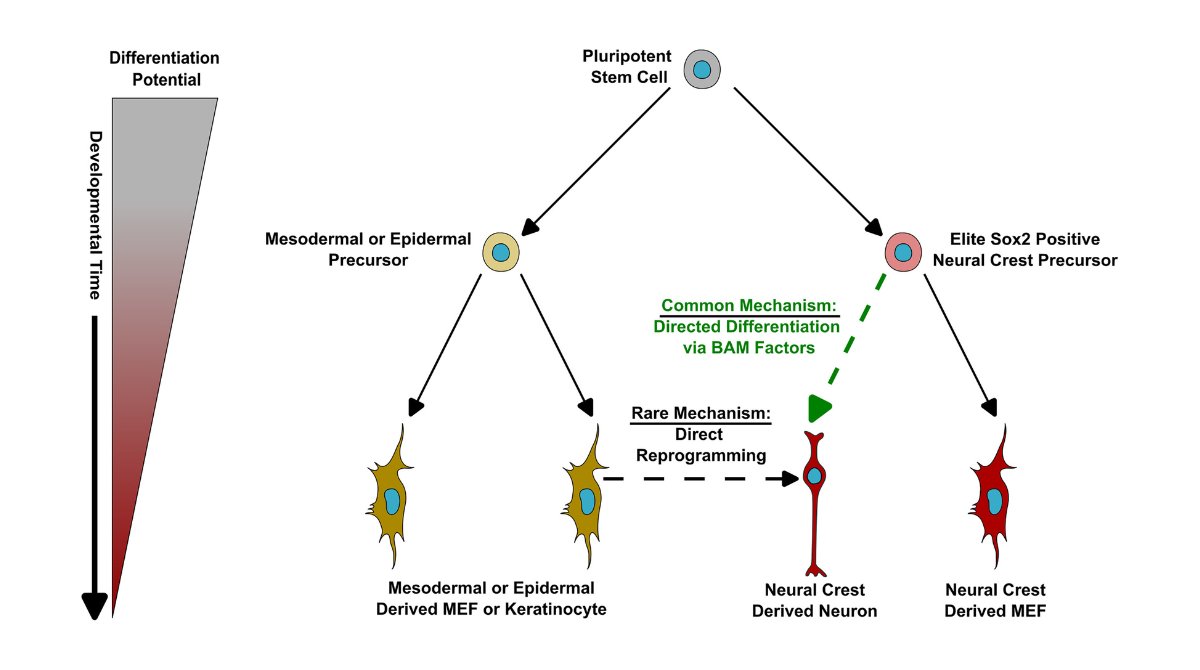 stemcellreports's tweet image. New research from @DonnellyCentre! Neural crest precursors from the skin are the primary source of directly reprogrammed neurons #neuralcrest #fatemapping #cellularreprogramming 

ow.ly/AIMp50U0Hqb

@ISSCR @CellPressNews @MartinPeraJAX